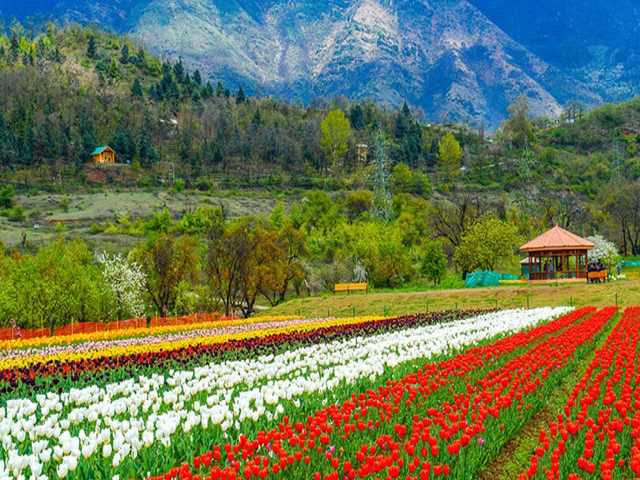 Tour and Travel in Srinagar