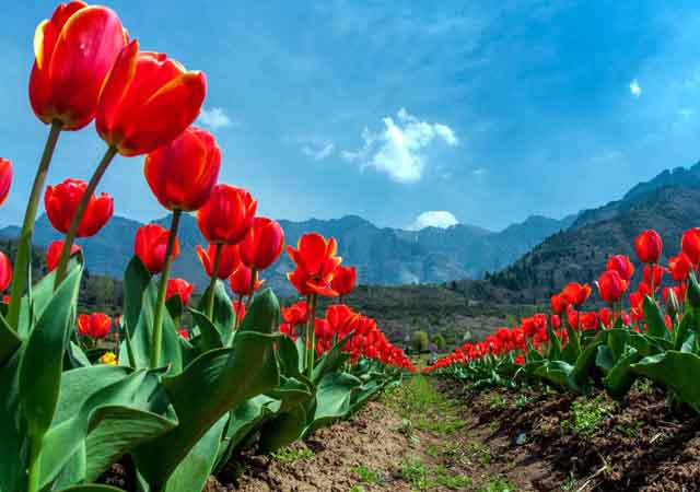 Katra to Chandighar Cab Hire Service