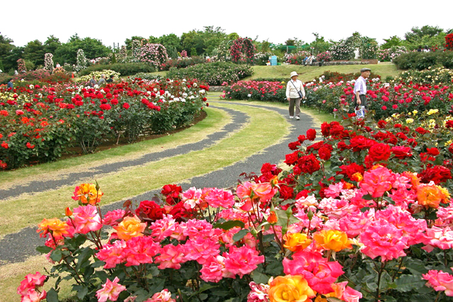 Cab  Booking in Srinagar